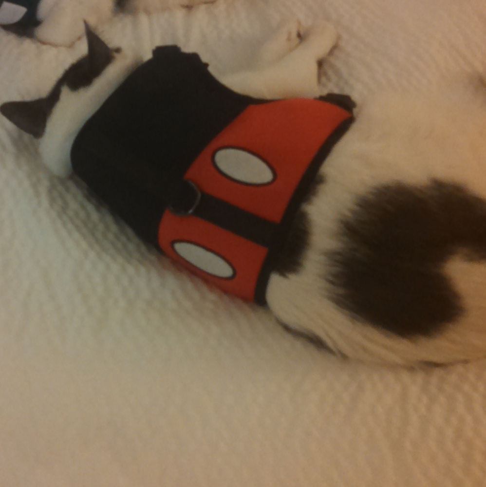 Mickey mouse cat harness